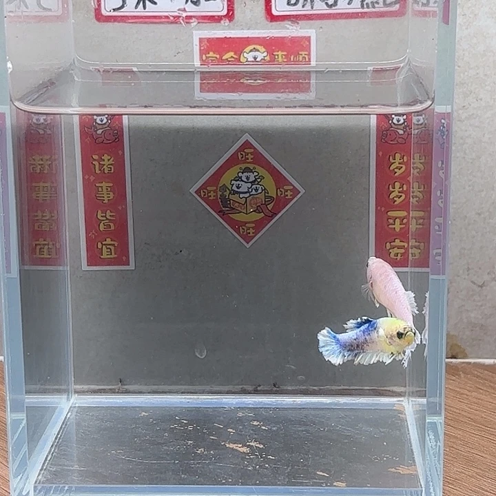 斗鱼泰国斗鱼母鱼混养