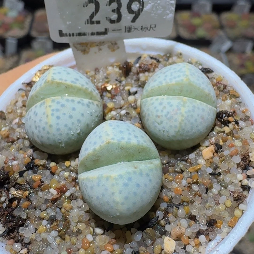 Ssss精品生石花239