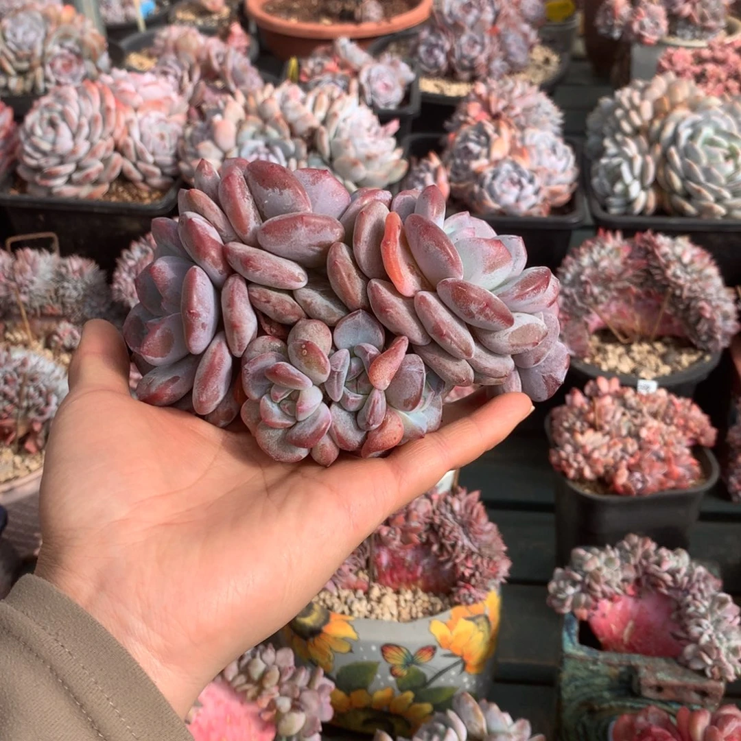 无花朵哈哈哈哈哈哈哈哈哈50