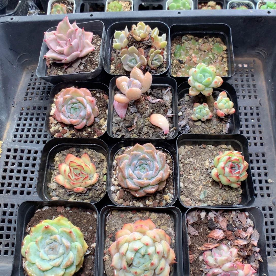 无花朵X52月英语英语英语英语英语英语