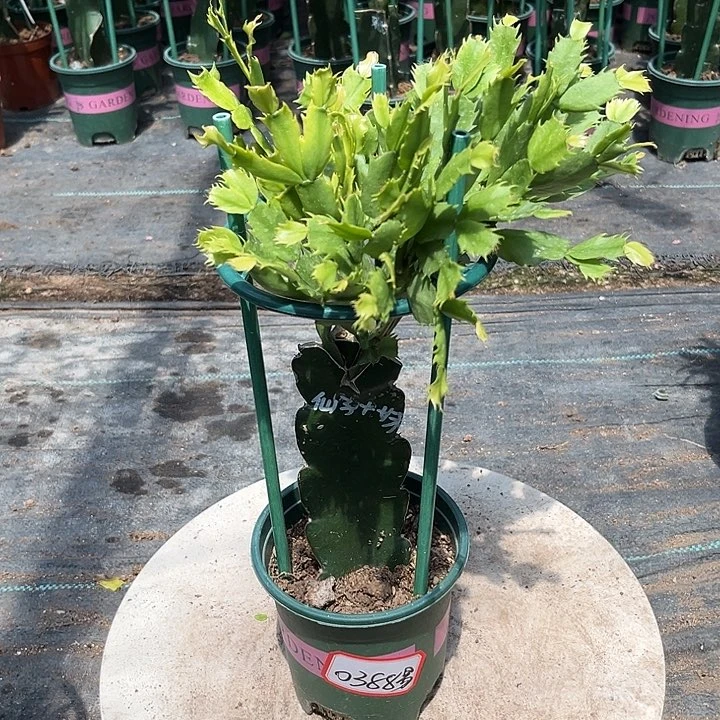 蟹爪兰原土带花架