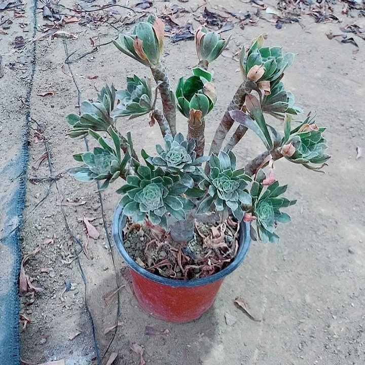 原始绿多肉植物5号