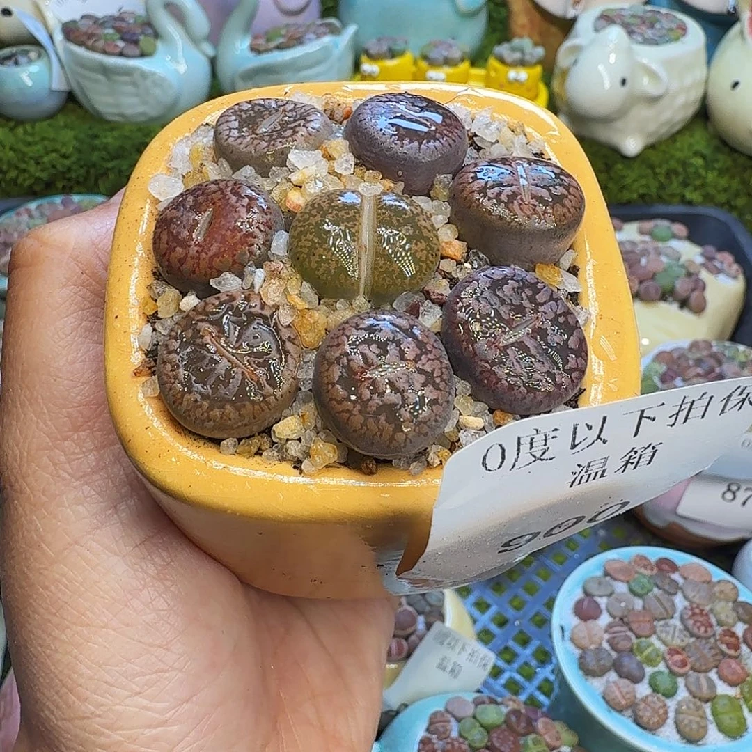 安***。多肉植物开播福利冲900