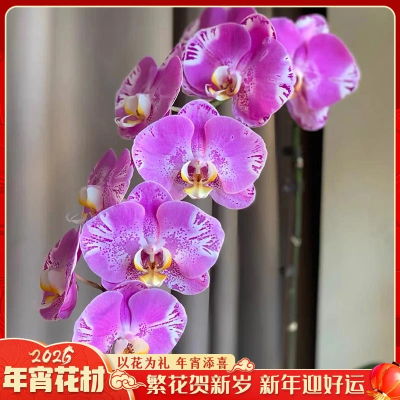 【云舍花卉】3寸单梗【藏宝图】蝴蝶兰盆栽【带盆发】全场鲜花满2单包邮