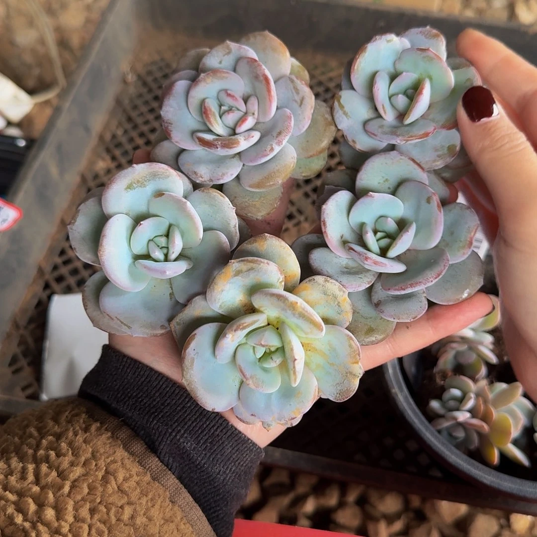 渃***一物一拍不退不换