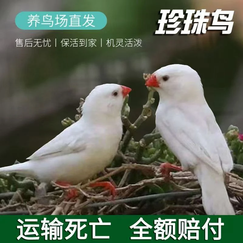 【精品】手养珍珠鸟宠物鸟活鸟