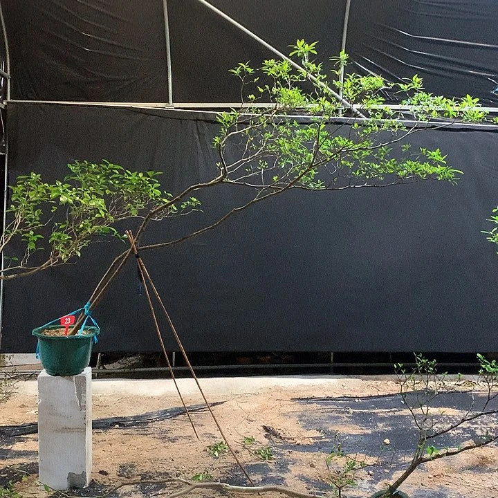 当前无花栽培后可以开花胜****设1