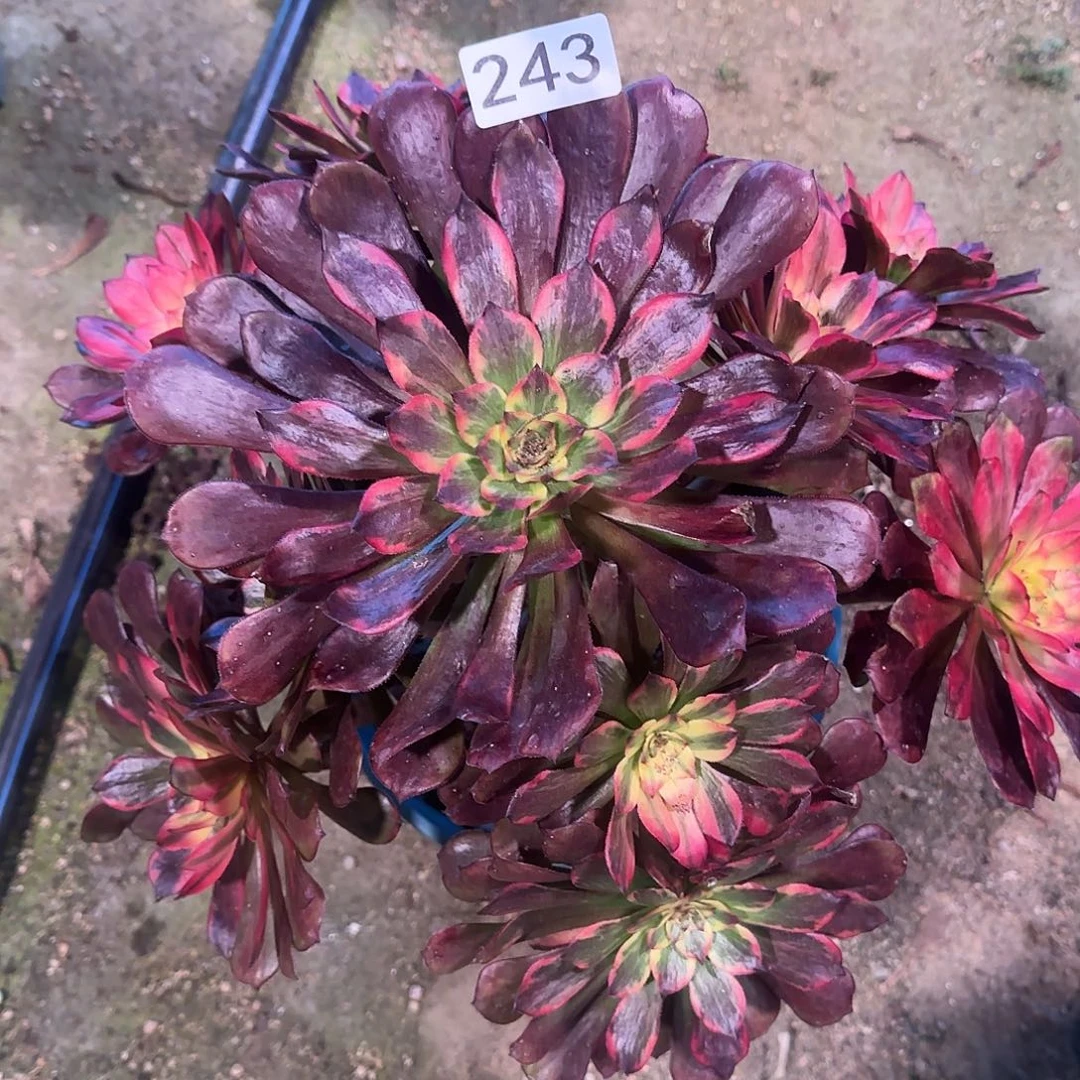 清***兰多肉植物法师烟花243