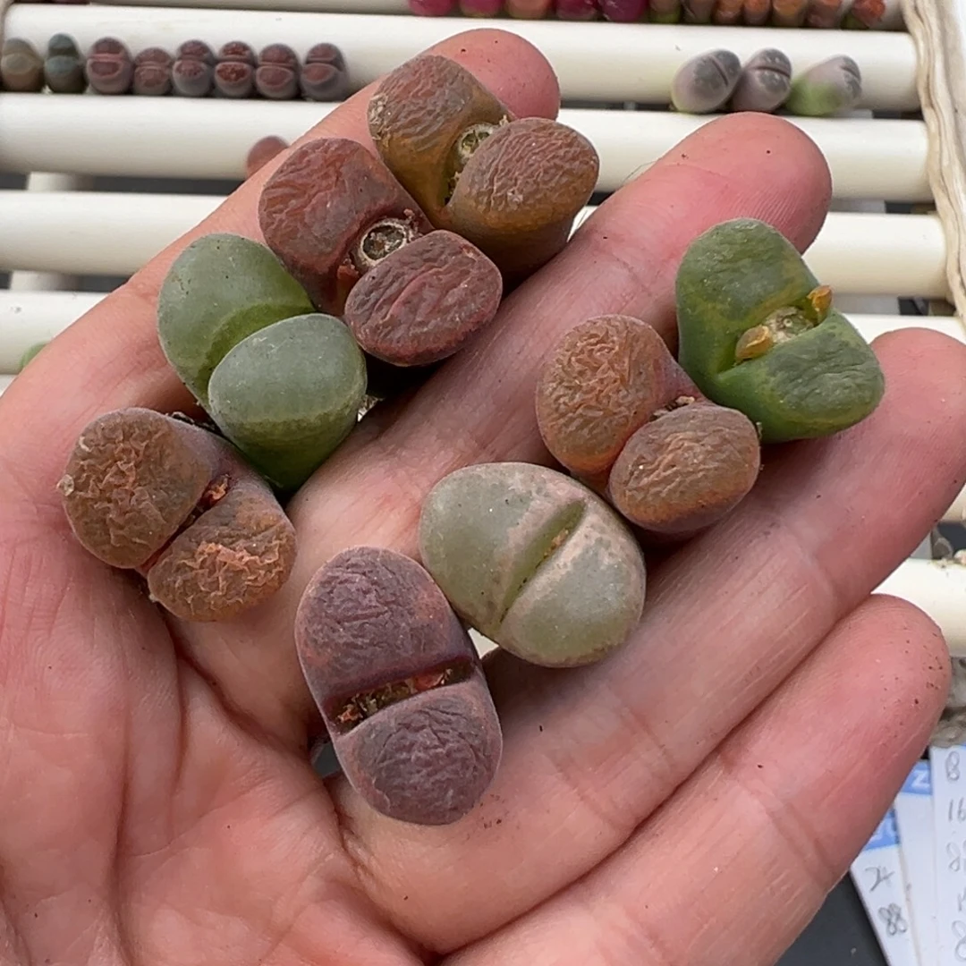 1.4好看的多肉脱土发货358