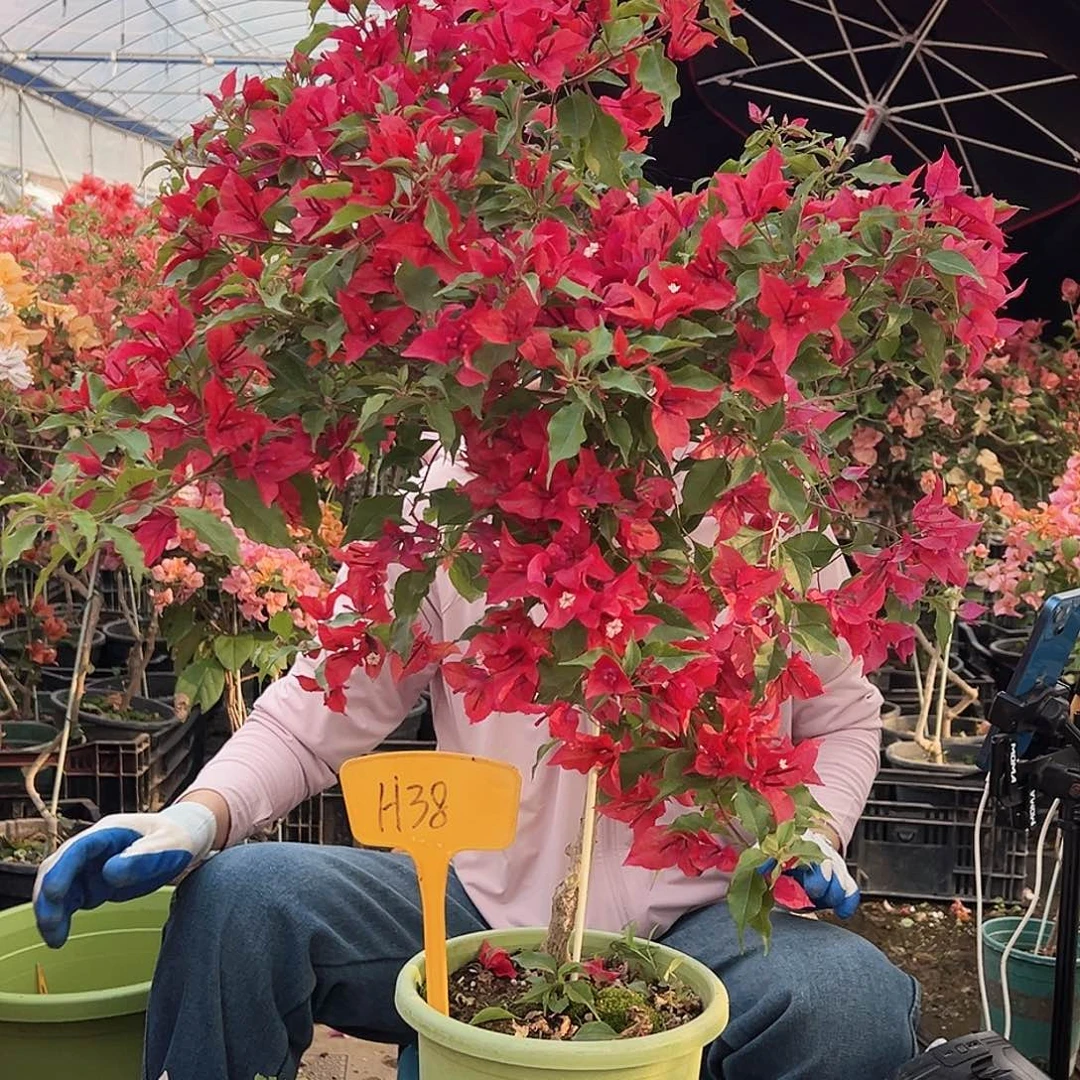 丽***子大部分花苞少量开放H38酒红桑巴