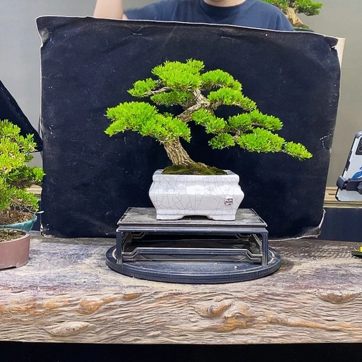 L****无花朵黄杨盆景四季常青