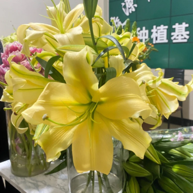 （大黄蜂）浓香香水百合东北基地直发 顺丰包邮水生鲜切花 唯美居家