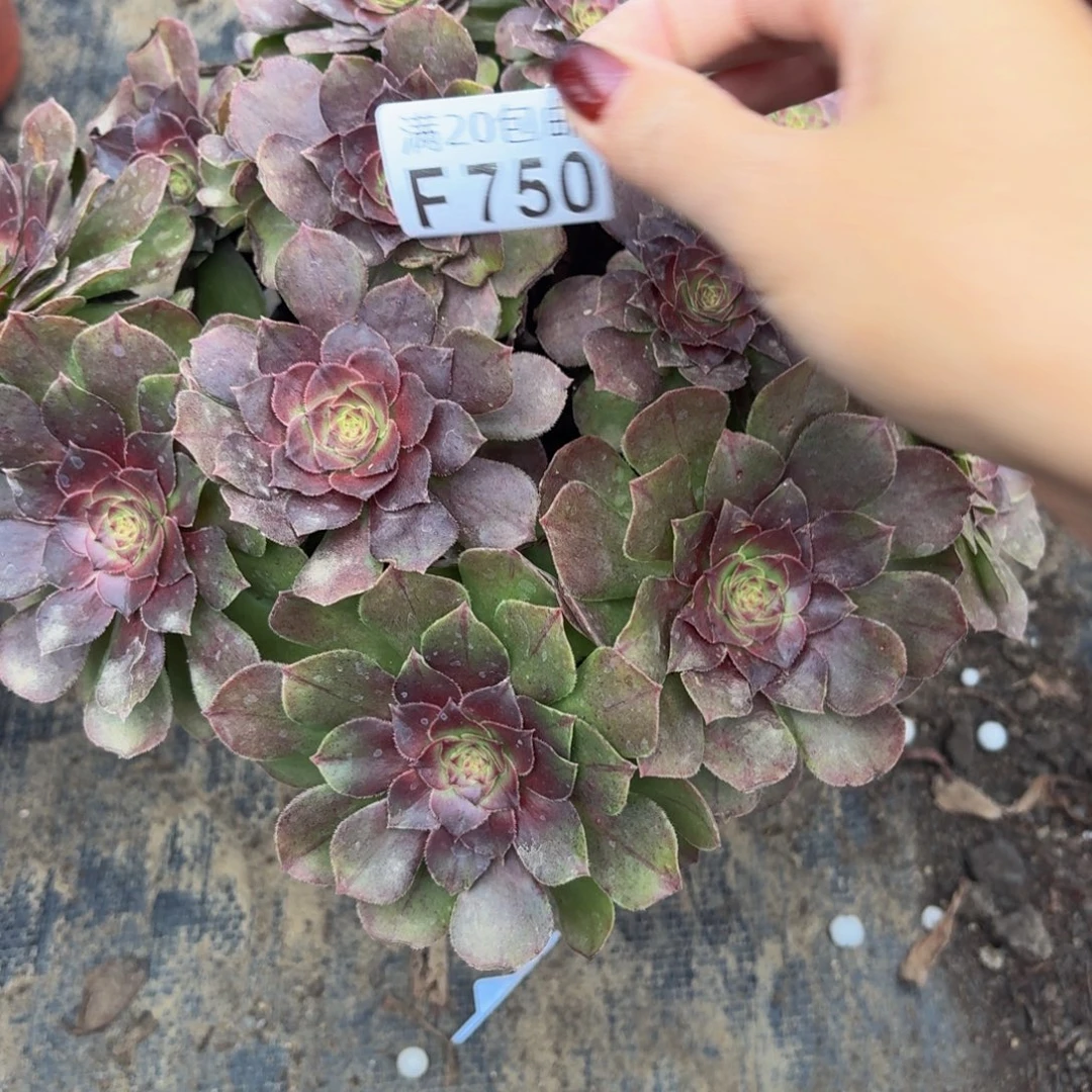 750多肉植物捧花的