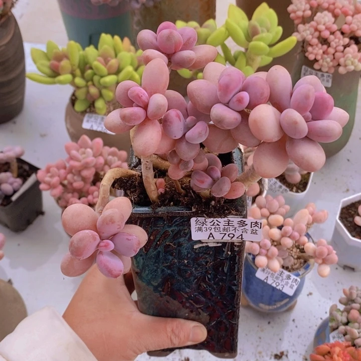 糖果桃蛋老桩11cm794多肉植物