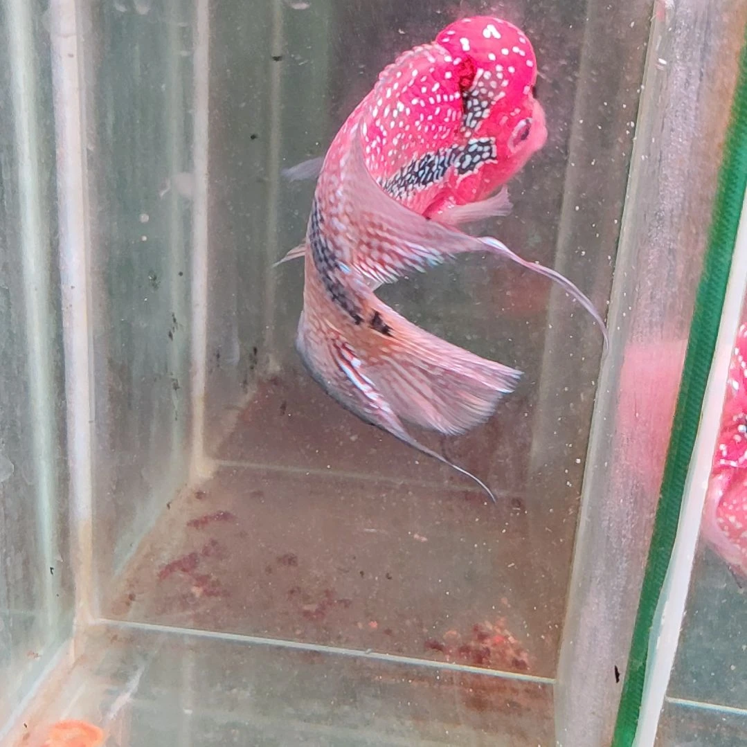 罗汉鱼2222222222222