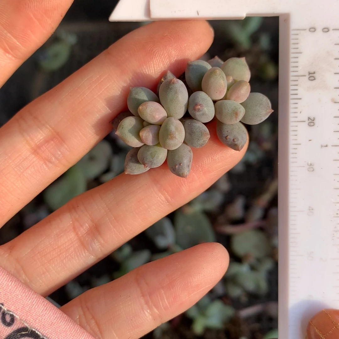 蓝莓哈哈哈哈哈哈哈