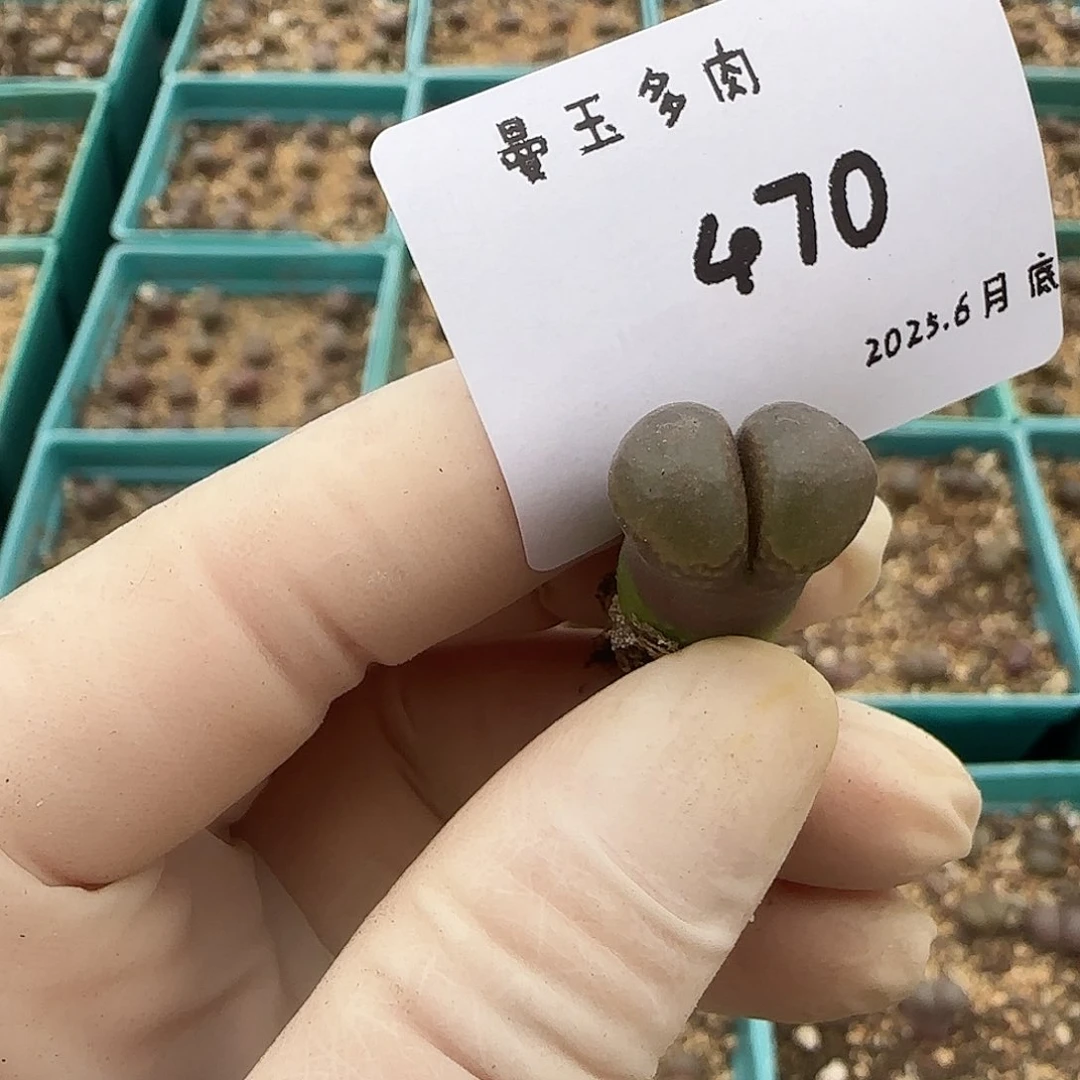 我***名多肉多肉多肉6.29-470