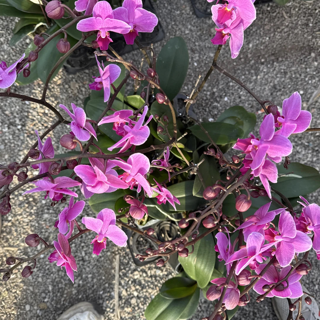 《蝴蝶兰》婚宴品种盆栽带花苞四季开花室内阳台好养绿植花卉