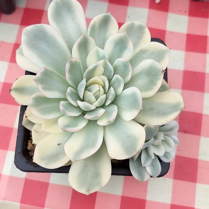 韩水晶锦一物一拍