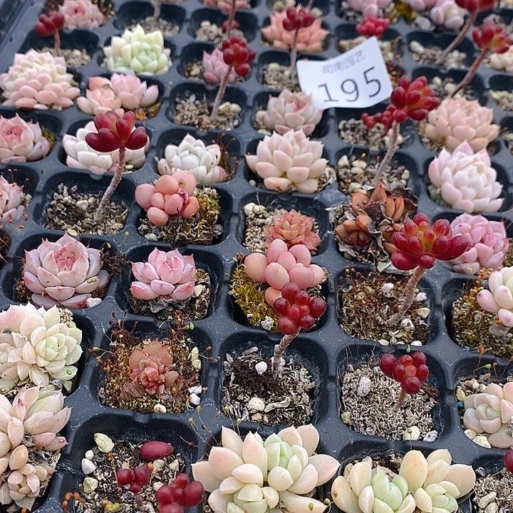 195 多肉植物盆栽花卉植物