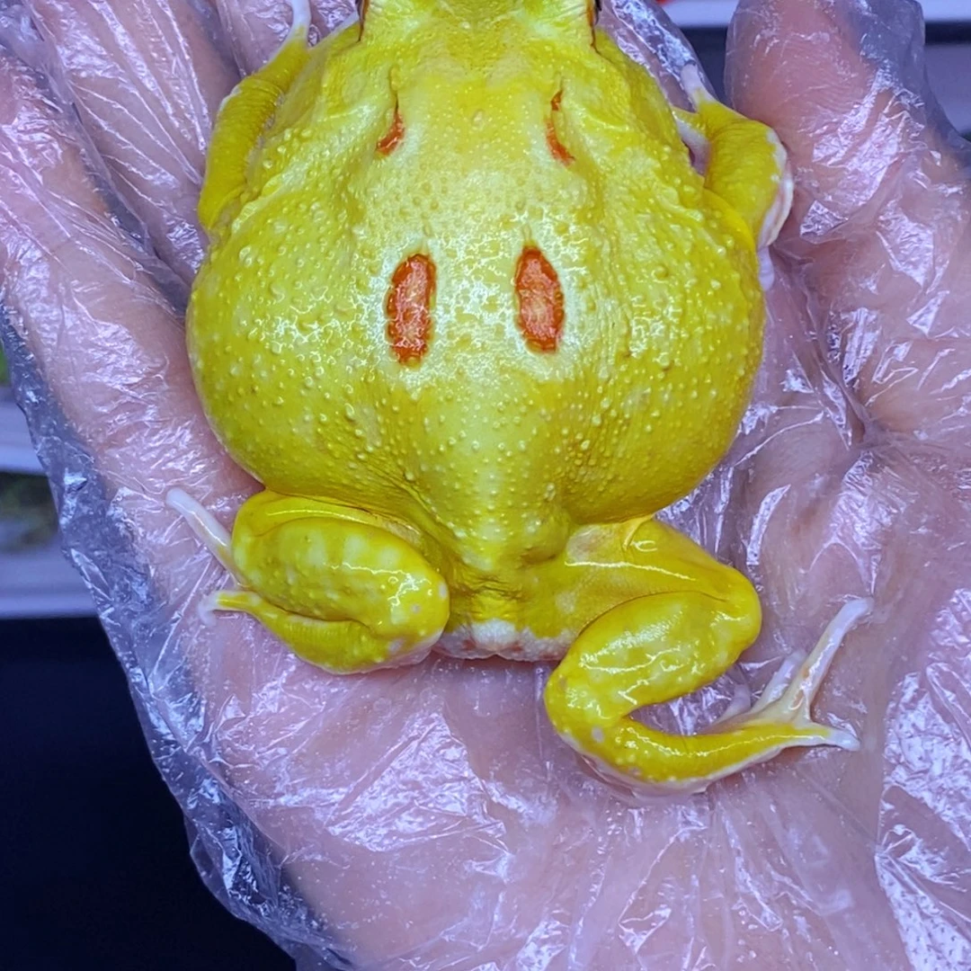 角蛙角蛙3-10cm闪购专享链接