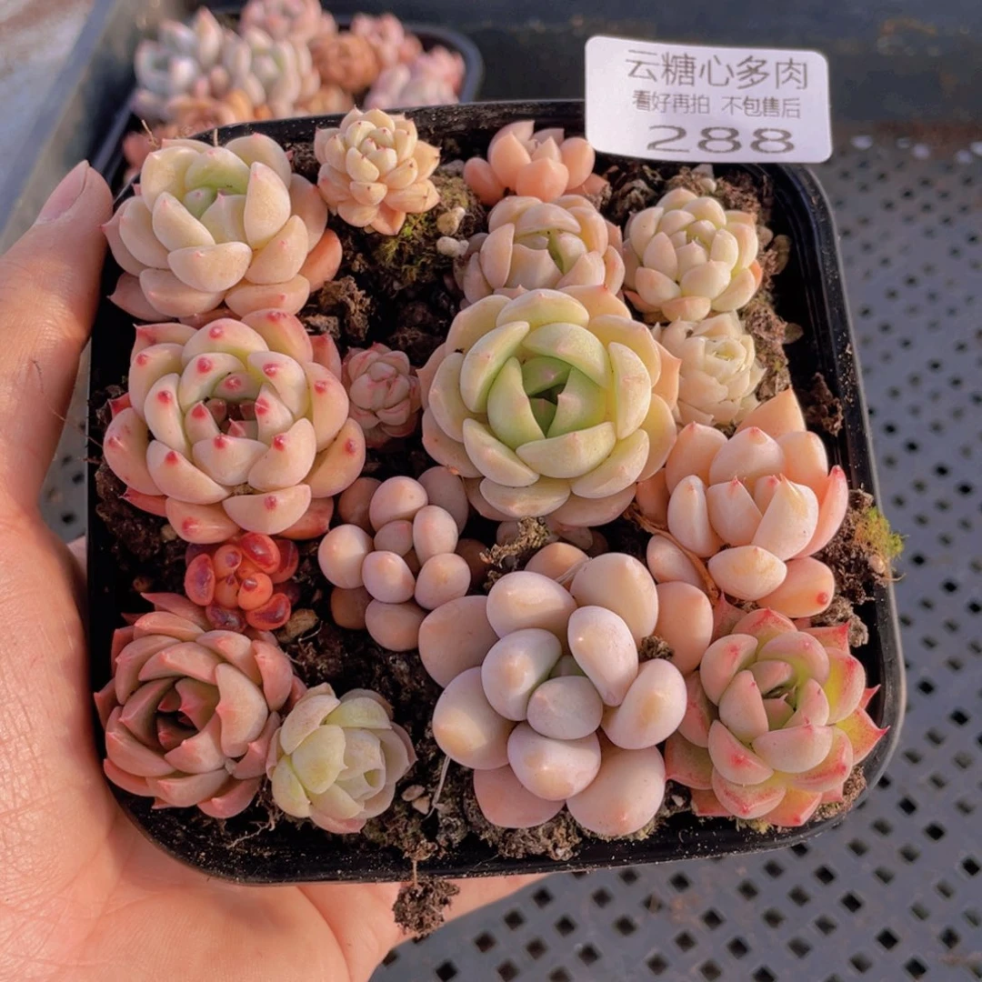 云糖心多肉植物288