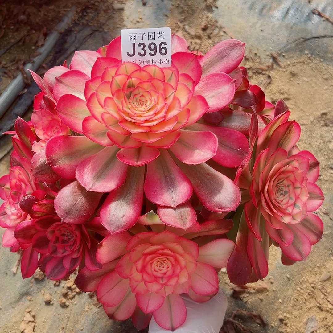 396荔枝尺寸28左右