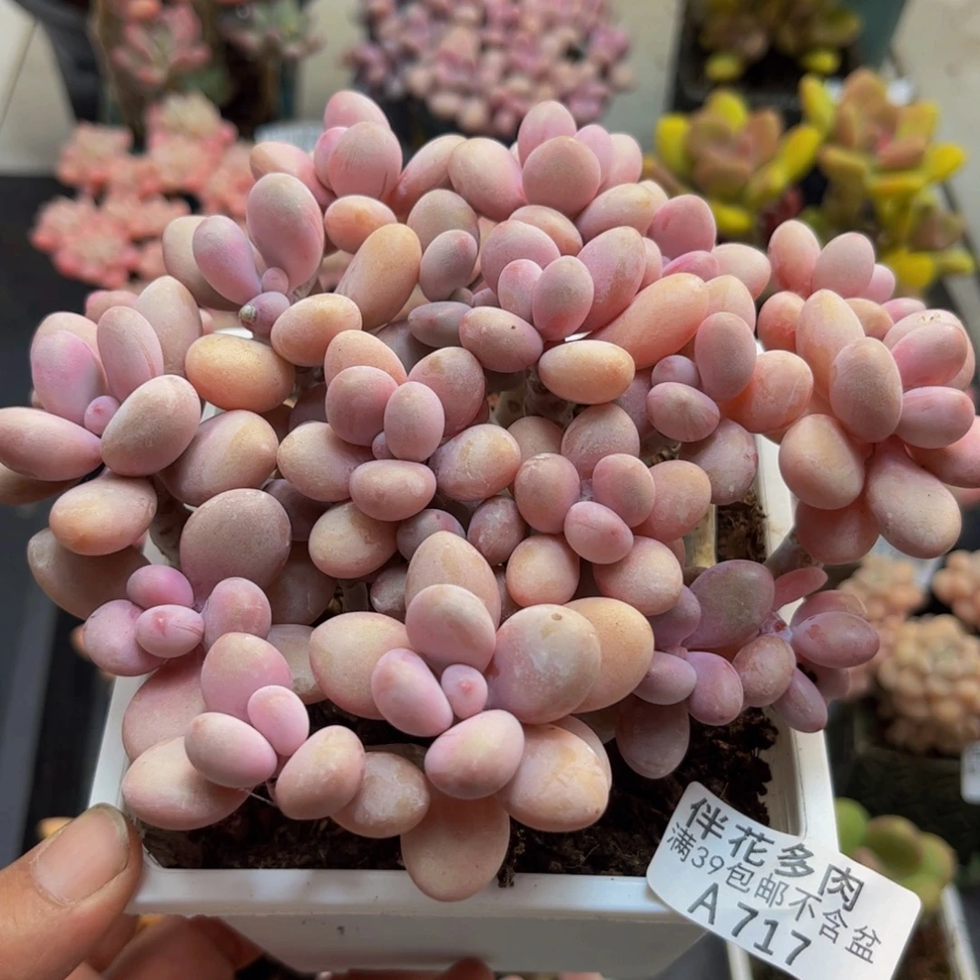 717糖果桃蛋15cm多肉