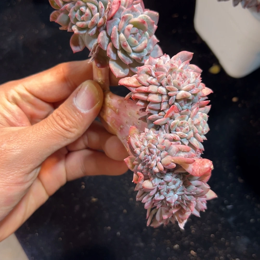 新年快乐 新年快乐