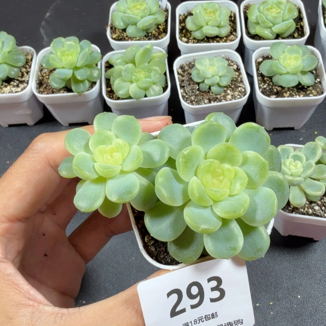 你***了无尽灯双头一物一拍293
