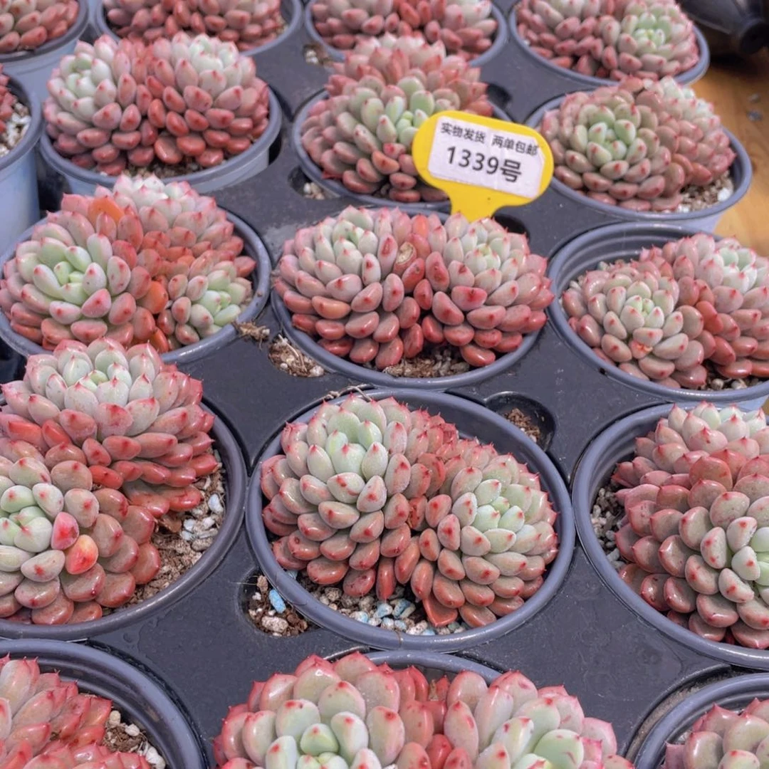 1339号 雪桃大双头一个