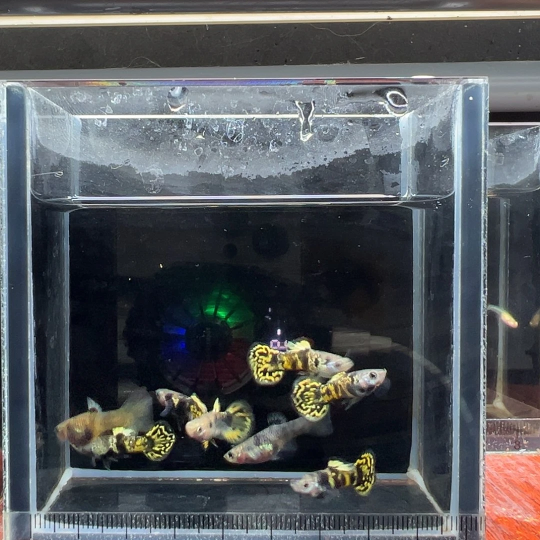 孔雀鱼虎斑小圆尾8条