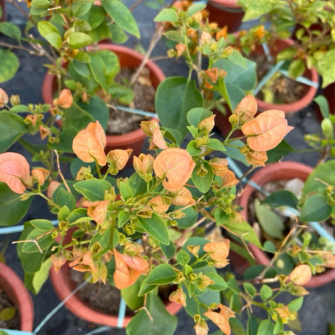 三角梅盆栽四季开花阳台庭院绿植观赏植物