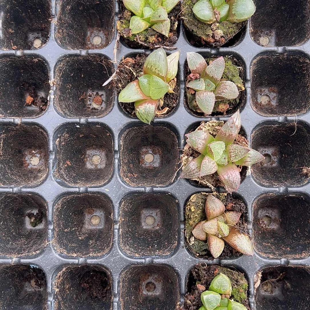 直播福利一物一拍02