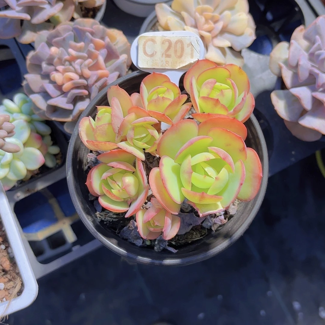 C201碧桃一物一拍