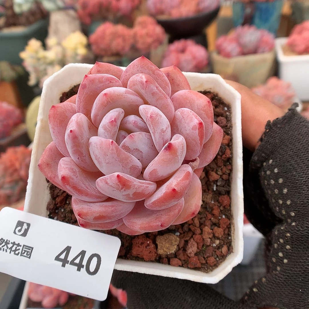 440粉星影多肉植物6666