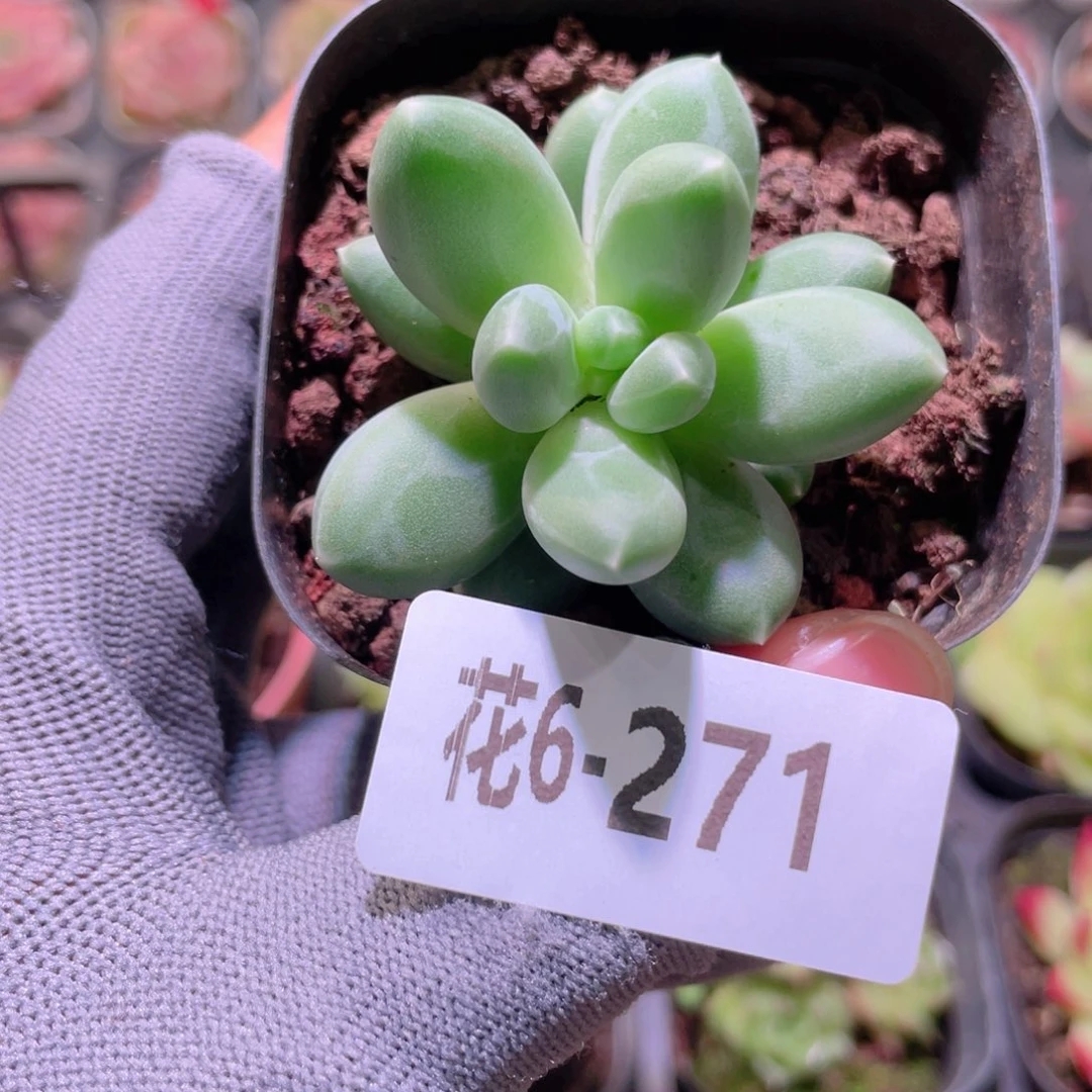 花利美 6-271小钢炮