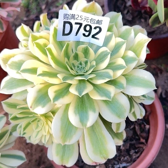 心*多肉植物一个