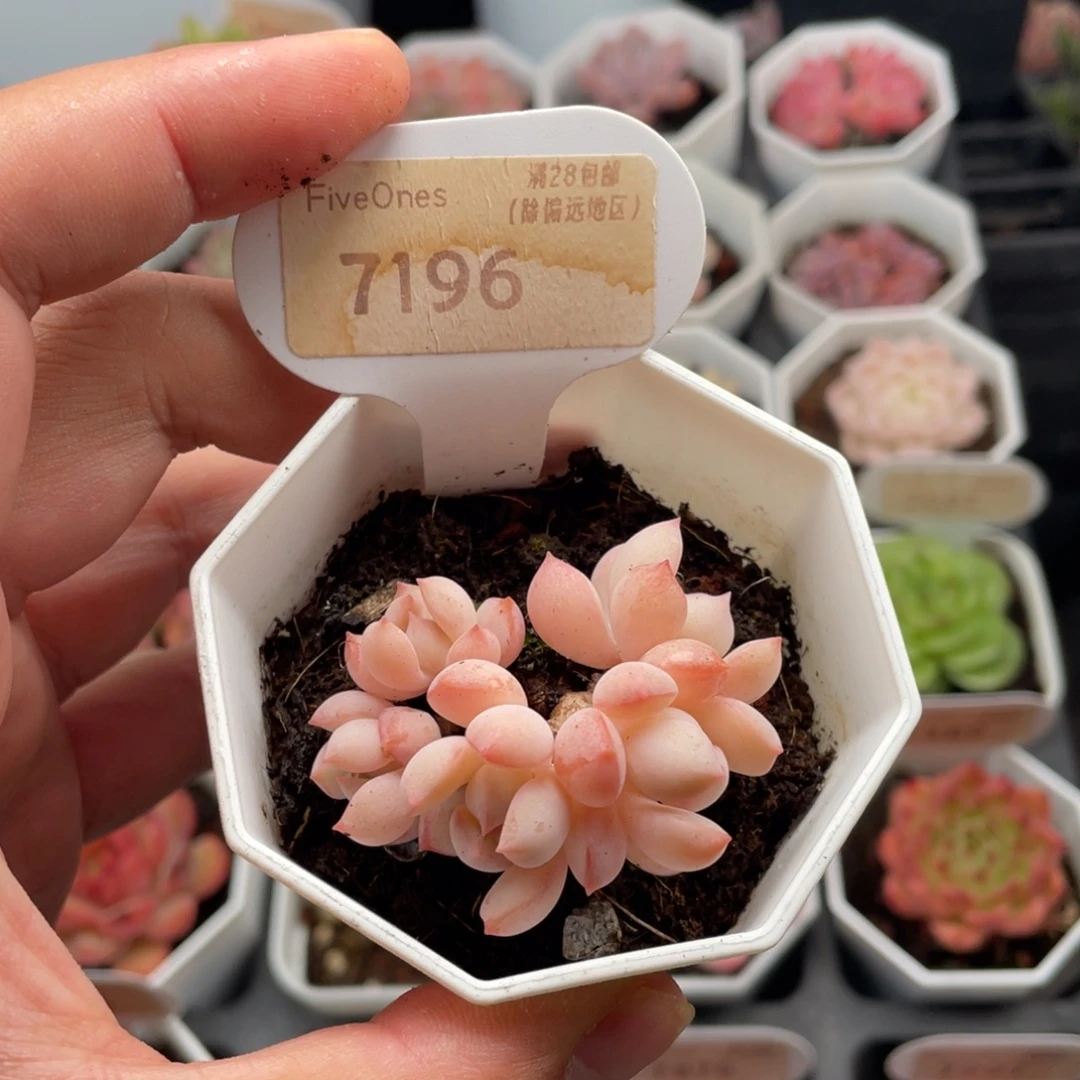 蜜桃格林7196-5厘米