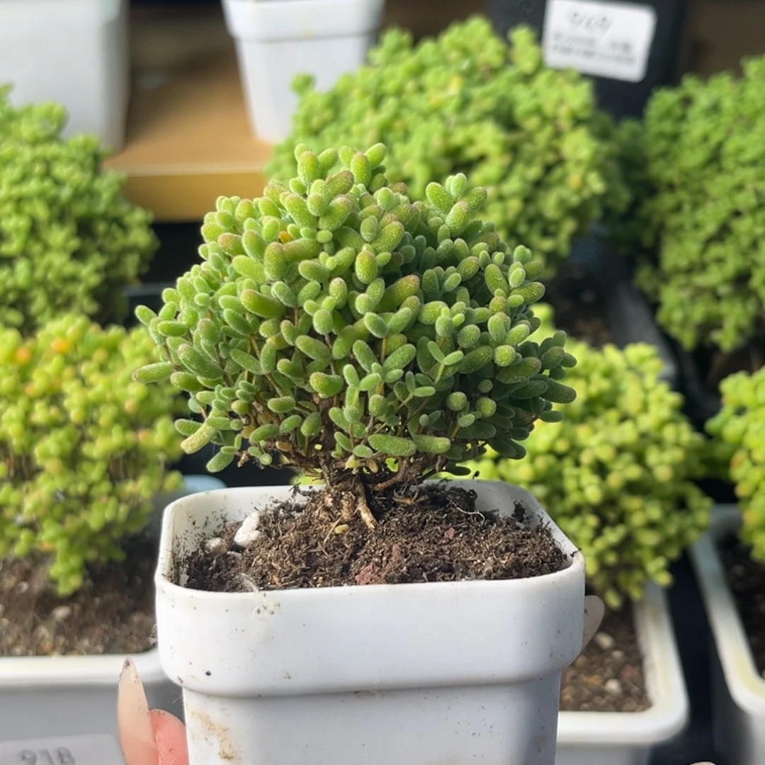 931蜜桔糖球小树。