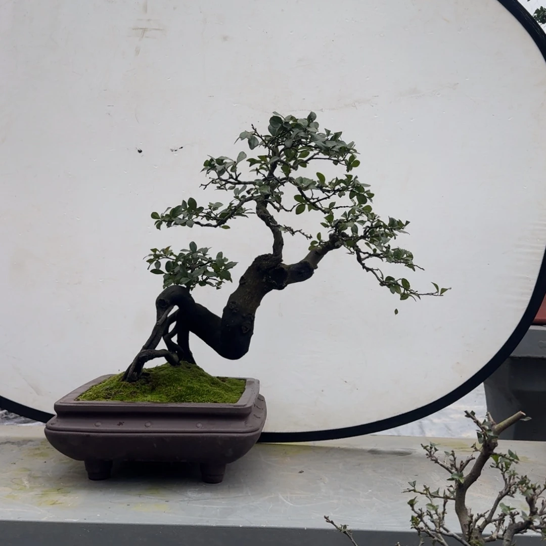 无花朵以实物为准
