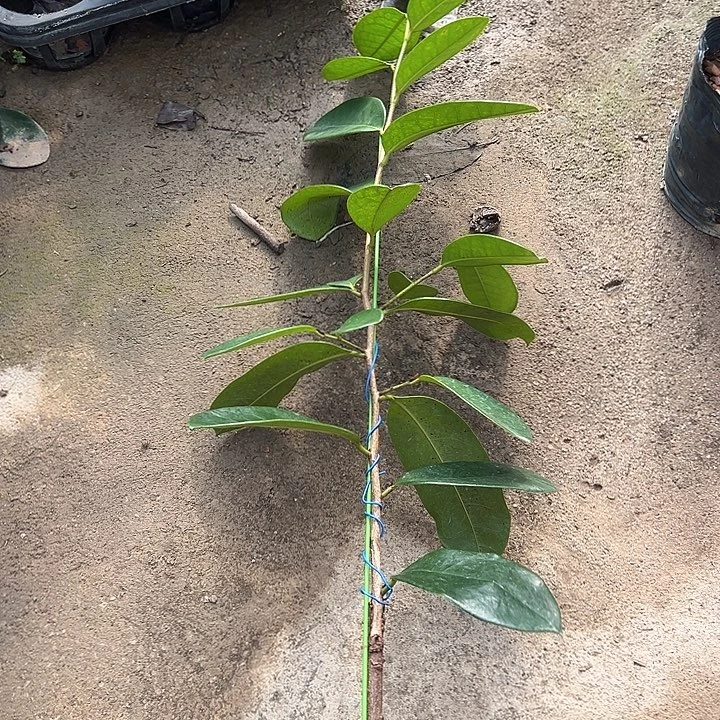 ****彭天使2478999999888888