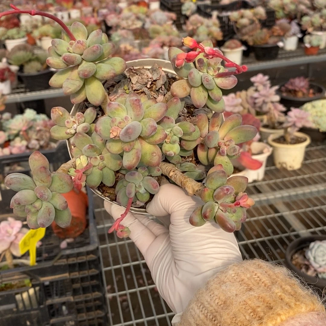 18519苹果奶酪一物一拍