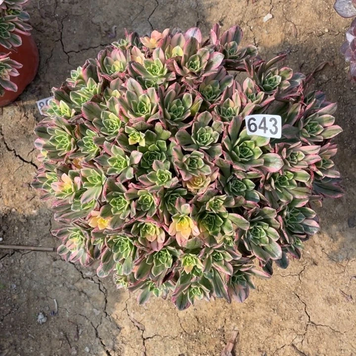 643多肉植物甜茶