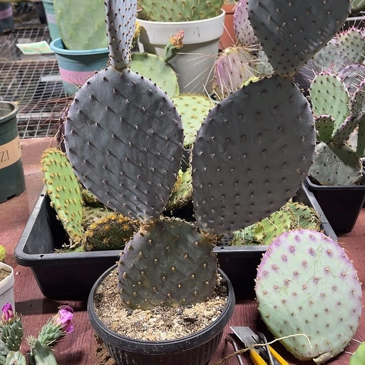 棉****宝蓝丽塔一颗脱土发货