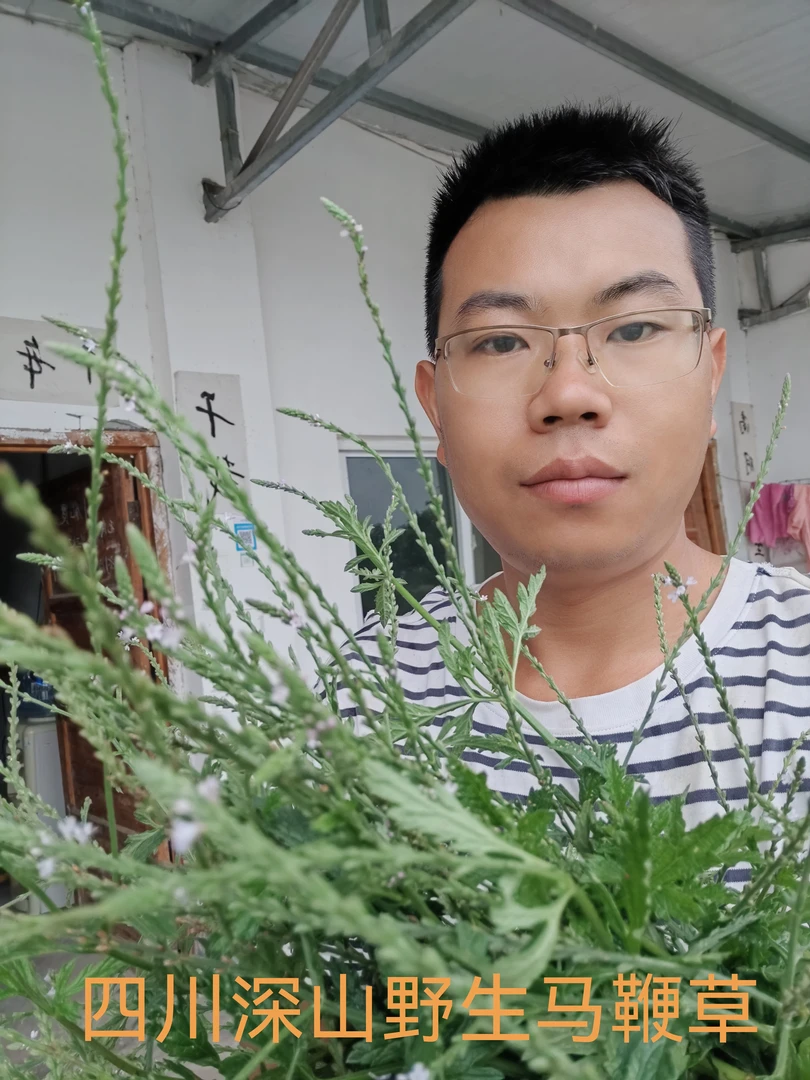 【正宗野生】四川热销马鞭草铁马鞭干品切段自然阴干马边草马鞭梢