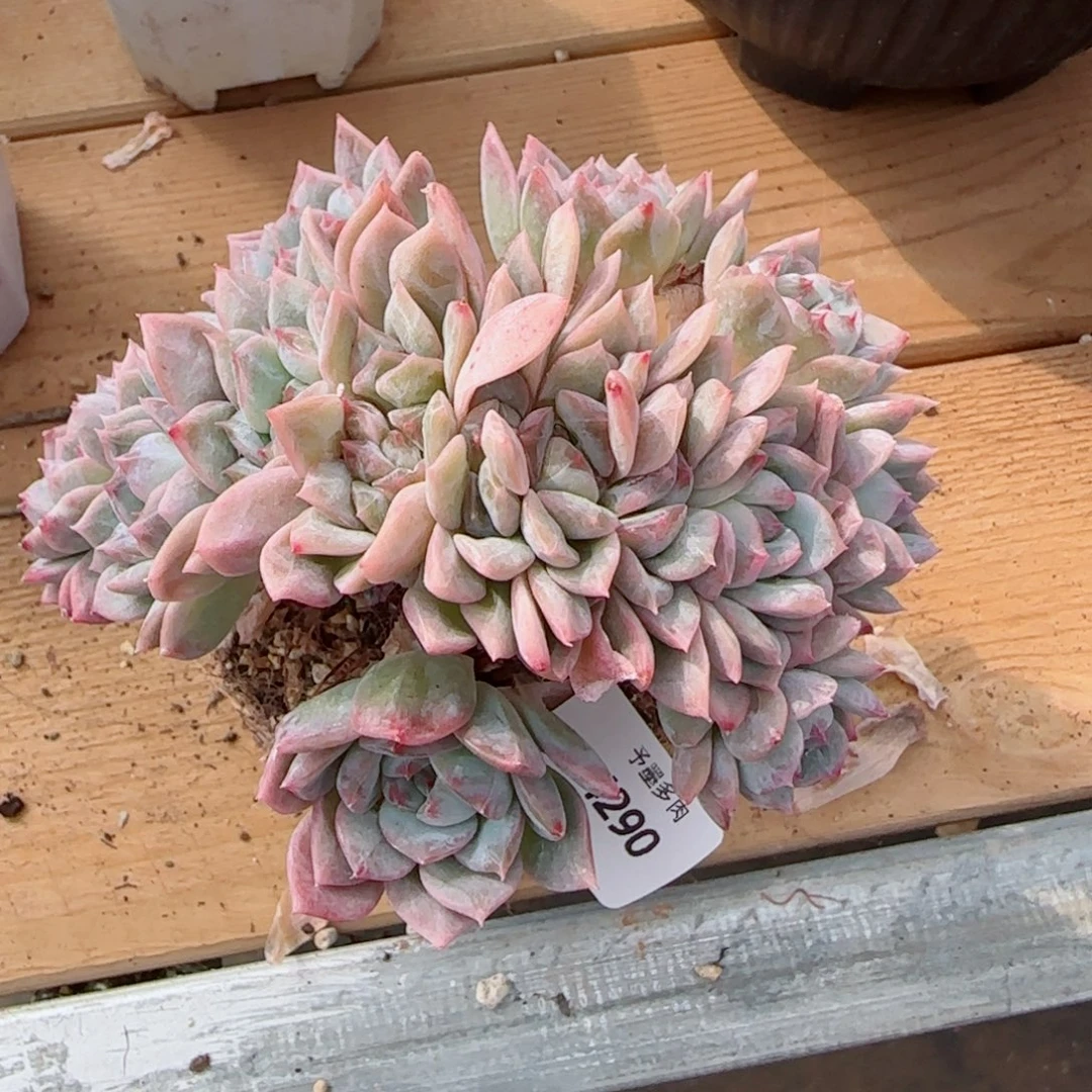 冰魄缀化，4290多肉植物