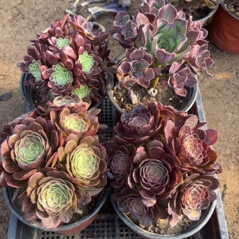698多肉植物组合