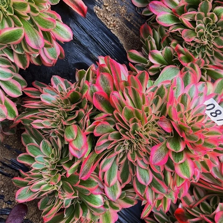 087女妖多肉植物处理不售后缀化