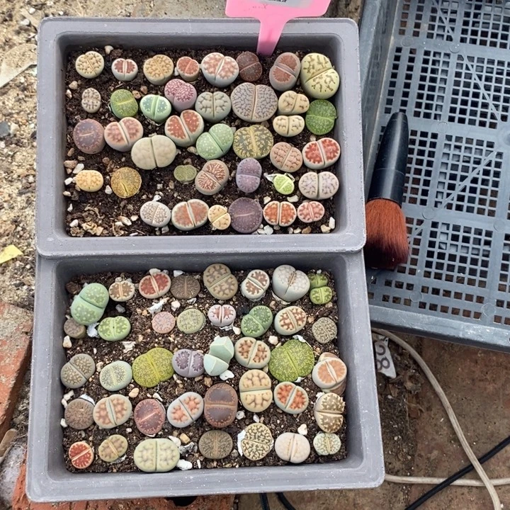 红***红生石花的季节是最617